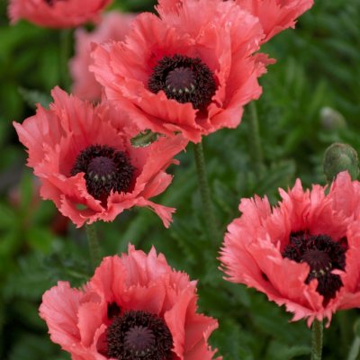 Papaver orientale Forncett Summer, Jättevallmo, P9cm