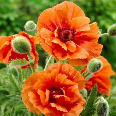 Papaver orientale Harvest Moon, Jättevallmo, P9cm