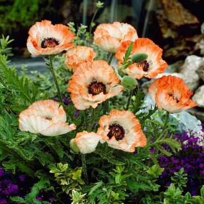 Papaver orientale Picotee, Jättevallmo, P9cm