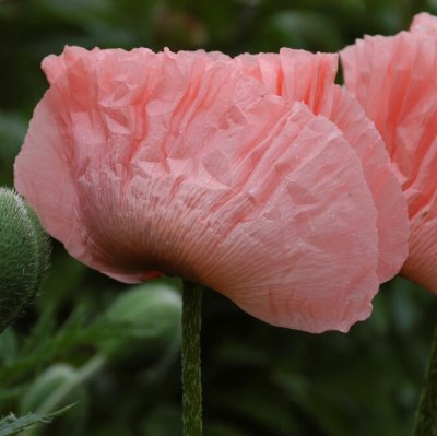 Papaver orientale Prinzessin Viktoria Louise, Jättevallmo, P9cm