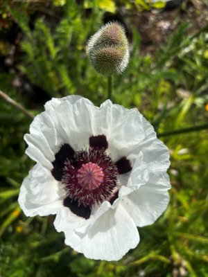 Papaver orientale Royal Wedding, Jättevallmo