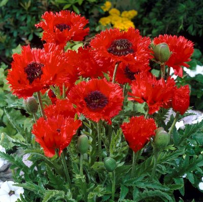 Papaver orientale Türkenlouis, Jättevallmo, P9cm