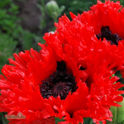Papaver orientale Türkenlouis, Jättevallmo, P9cm