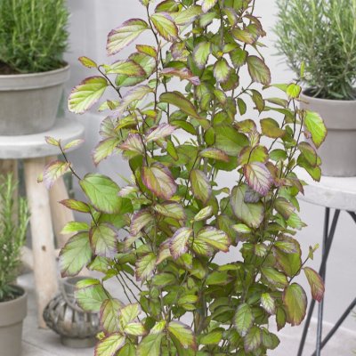Parrotia persica Persian Spire ®, Papegojbuske