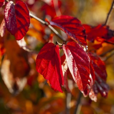 Parrotia persica Persian Spire ®, Papegojbuske