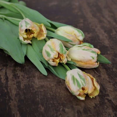 Tulpan Mix Light Spring 30st