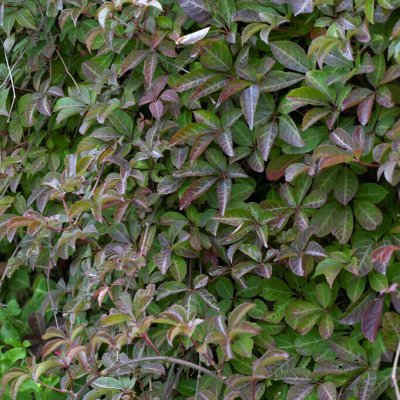Parthenocissus henryana (Ampelopsis), Kinavildvin, C2