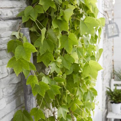 Parthenocissus tricuspidata Fenway Park, Rådhusvin, C2