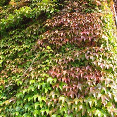 Parthenocissus tricuspidata Veitchii, Rådhusvin, 40-60 C2