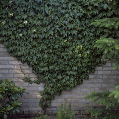 Parthenocissus tricuspidata Veitchii Robusta, Rådhusvin