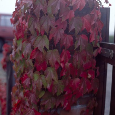 Parthenocissus tricuspidata Veitchii Robusta, Rådhusvin