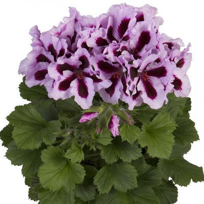 Pelargonium grandiflorum Elegance Patricia ®