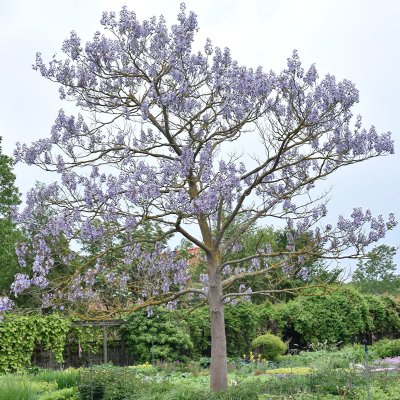 Paulownia tomentosa