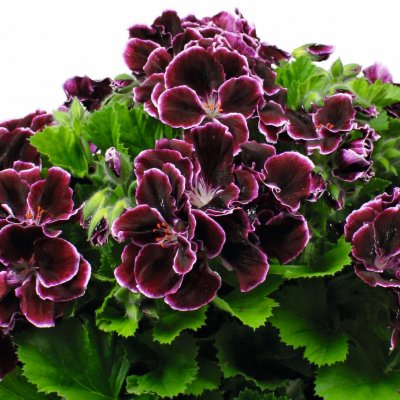 Pelargonium Novita ® Classic Plum