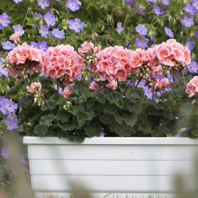 Pelargonium x hortorum Moonlight ™ Loki