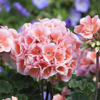 Pelargonium x hortorum Moonlight ™ Loki