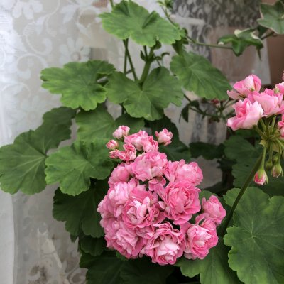 Rosenpelargon, kruka, Australian Pink Rambler