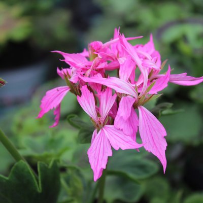 Stjärnpelargon, kruka, Fireworks Pink