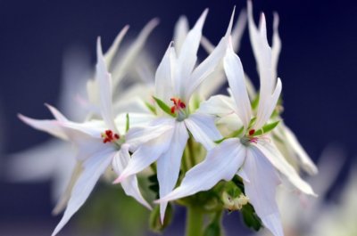 Pelargon Fireworks White