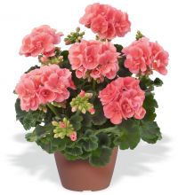 Pelargon, kruka - Pelargonium zonale Easy Salmon