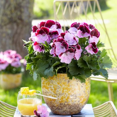 Pelargonium grandiflorum Elegance Jeanette ®