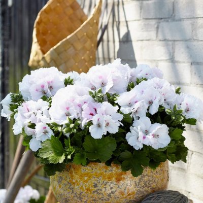 Pelargonium grandiflorum Mona Lisa White ®