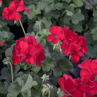 Hängpelargon Marcada Dark Red, stickling 3-pack