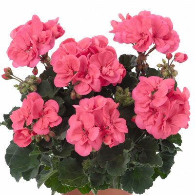 Pelargonium zonale Nightdancer Hot Coral