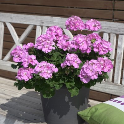 Pelargon Sunrise Lavina, stickling 3-pack - Årets Pelargon 2024