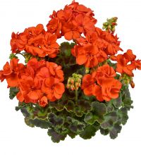 Pelargon, kruka - Pelargonium zonale Easy Light Orange
