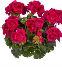 Pelargon, kruka - Pelargonium zonale Nightdancer Purple Eye