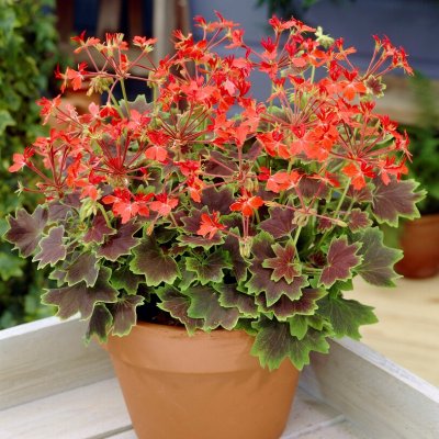 Stjärnpelargon Vancouver Centennial, kruka