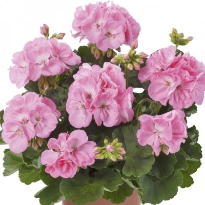 Pelargonium zonale Brilliant Light Pink