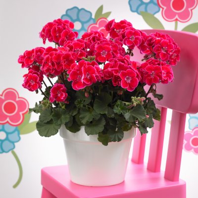 Pelargonium zonale Magic Kiss Magenta