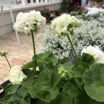 Rosenpelargon, Stickling, Kronprinsessan Mary