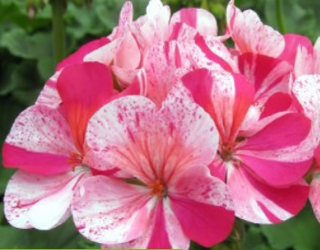 Pelargon, kruka, 'Mosaic Purple'
