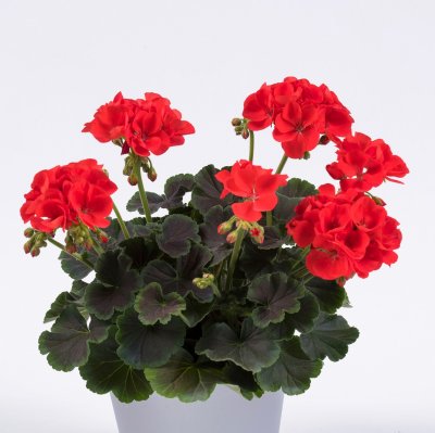 Dekorativpelargon Chocolate Fire ®, kruka