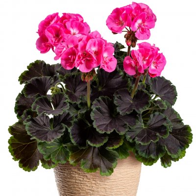 Dekorativpelargon Chocolate Pink ®, kruka
