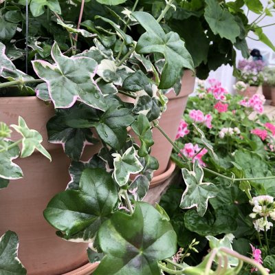 Häng-dvärgpelargon, kruka, L´elegant