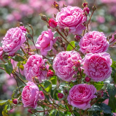 Rosa austin Penelope Lively ® Jonathan Buckley David Austin Roses