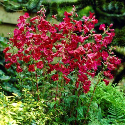 Penstemon hybr. Rich Ruby, Penstemon, P9cm