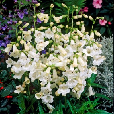 Penstemon hybr. White Bedder (Snowstorm), Penstemon, P9cm