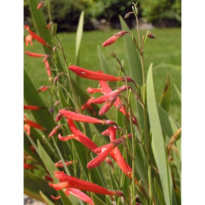 Penstemon pinifolius, Barrpenstemon, P9cm
