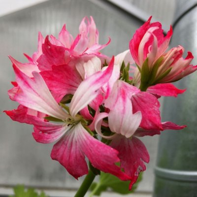 Stjärnpelargon Peppermint Star, kruka