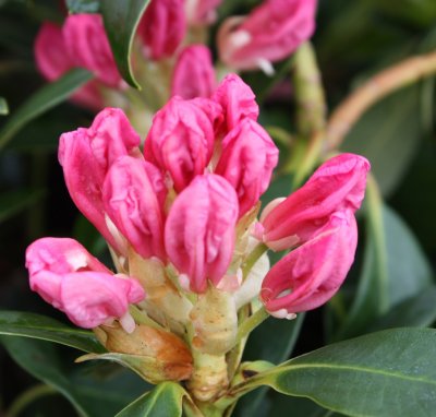 Rhododendron yak. Percy Wiseman, Rododendron, 40-50 C5