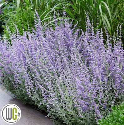 Perovskia atriplicifolia Prime Time ®, Perovskia / Himmelsspira