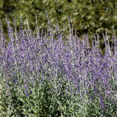 Perovskia atriplicifolia Little Spire ®, Perovskia / Himmelsspira, SQ1