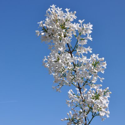 Syringa persica Alba