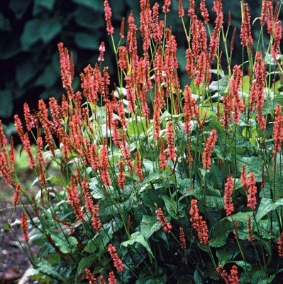 Bistorta amplexicaulis Orange Field ®, Blodormrot, P9cm