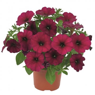 Petunia, Stickling, BeautiCal ™ Bordeaux